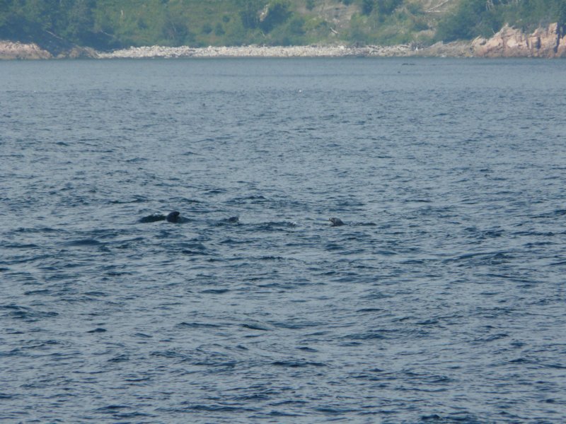 p1010954.jpg